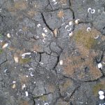 Mud cracks with fragments of white fossil shells.