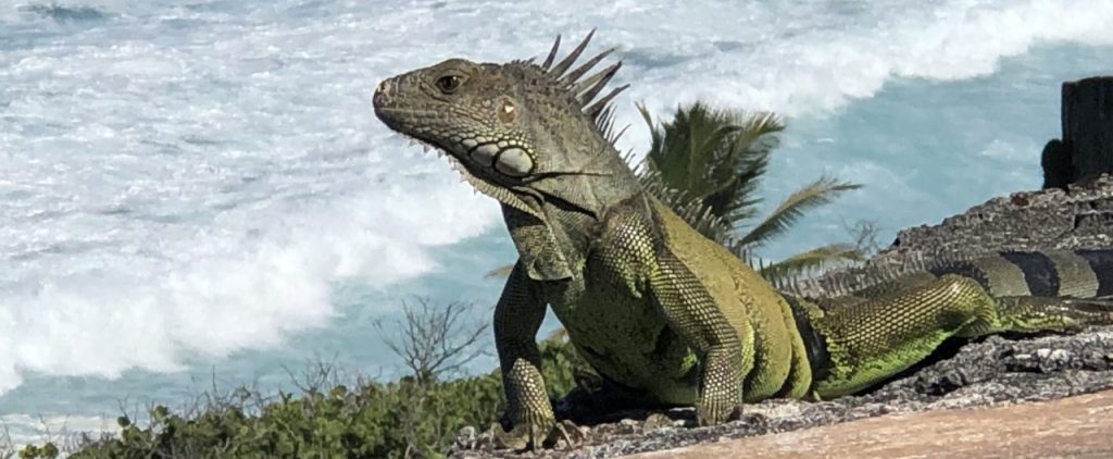 Iguana on rock near the ocean